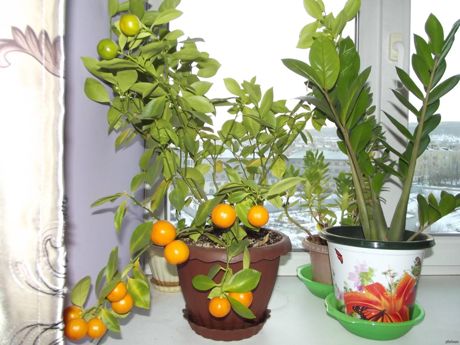 Домашний мандарин: уход и выращивание