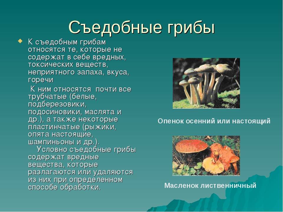 Ядовитые вещества грибы. Условно съедобные грибы биология 5 класс. Условосьедобные грибы. Условно съедобные грибыэт. Характеристика съедобных и несъедобных грибов.