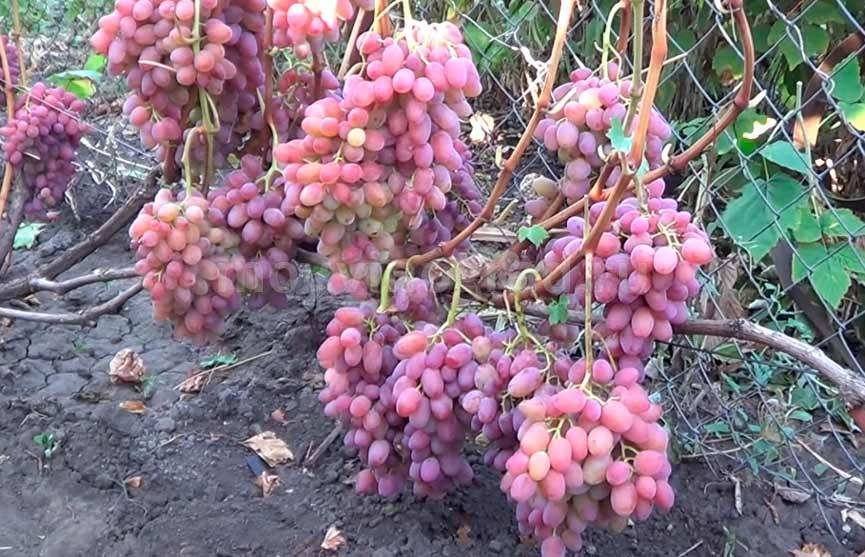 Описание винограда сорта Гелиос, правила выращивания и ухода