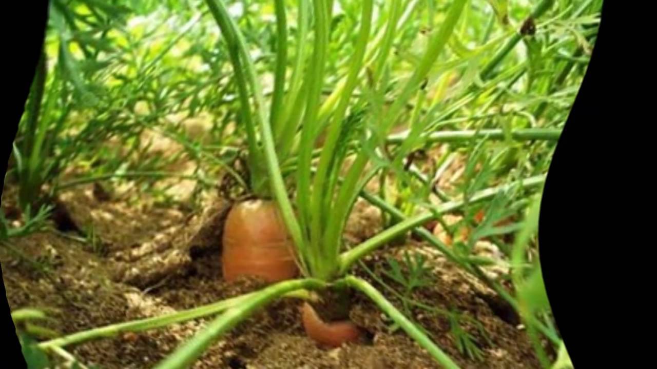 Как часто поливать морковь в открытом грунте в жару летом: особенности орошения в июле, нужно ли его производить после дождя, а также советы по грамотной организации