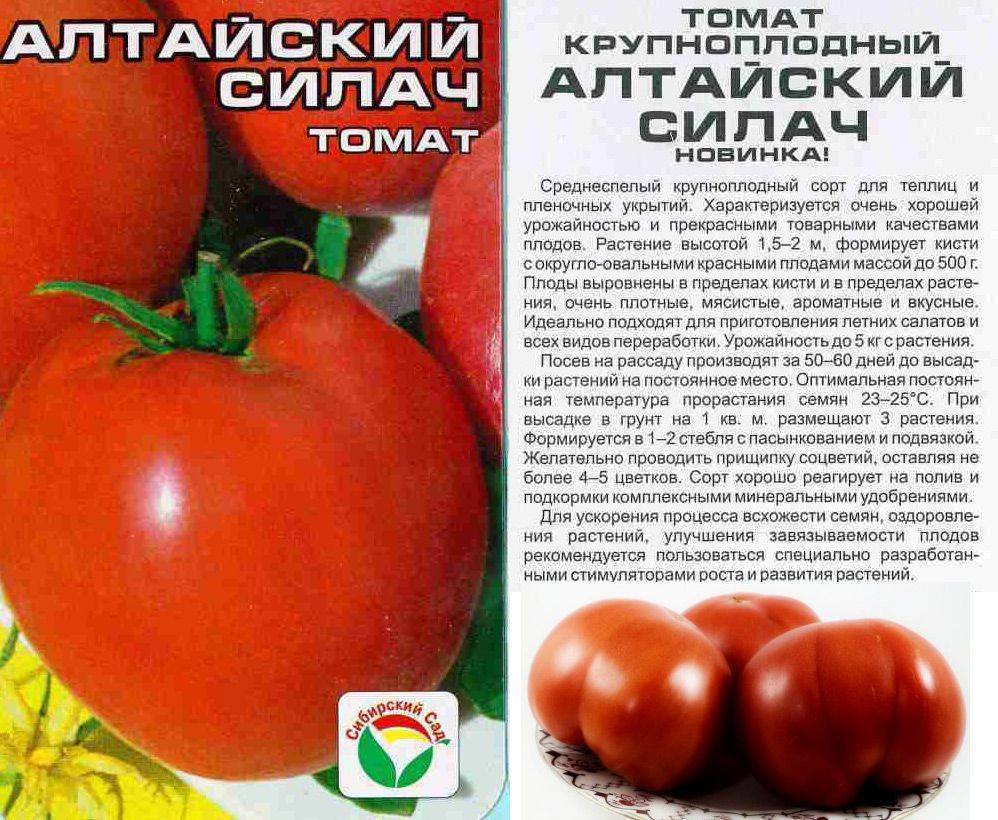 Крупные сорта томатов для теплиц: самые урожайные, сладкие, описание и их характеристика