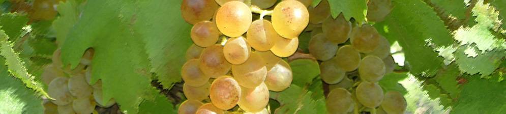 Виноградный сорт бианка — описание и правила агротехники