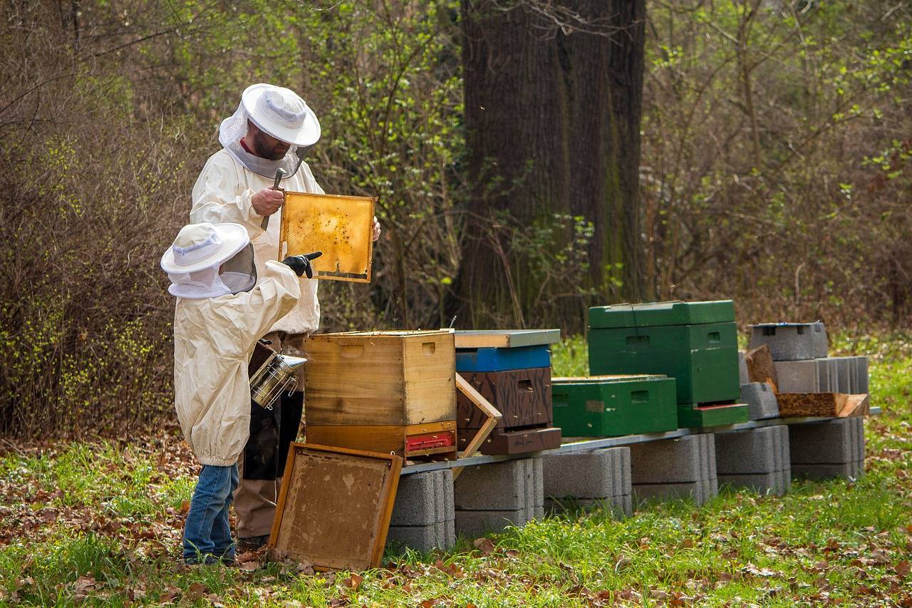 «принципиально избегаю таблеток и лекарств». как житель барановичского района создал свою пасеку и чем ему помогают пчелы