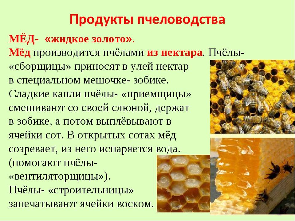 Дикий бортевой мед: что это, полезные свойства, добыча