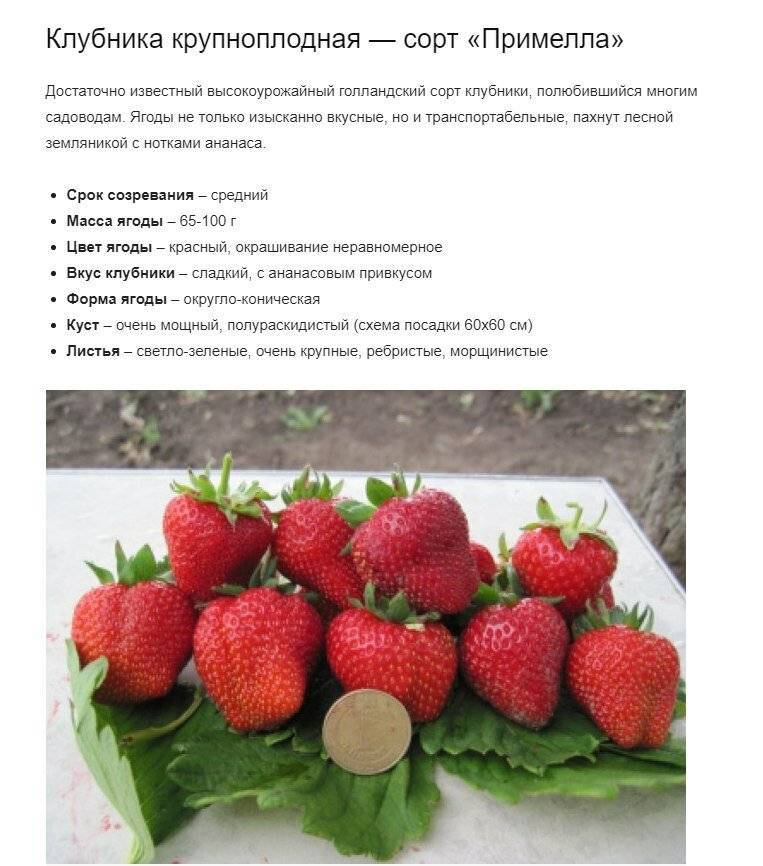 Описание сорта клубники полька – сладкие ягоды с карамельным привкусом