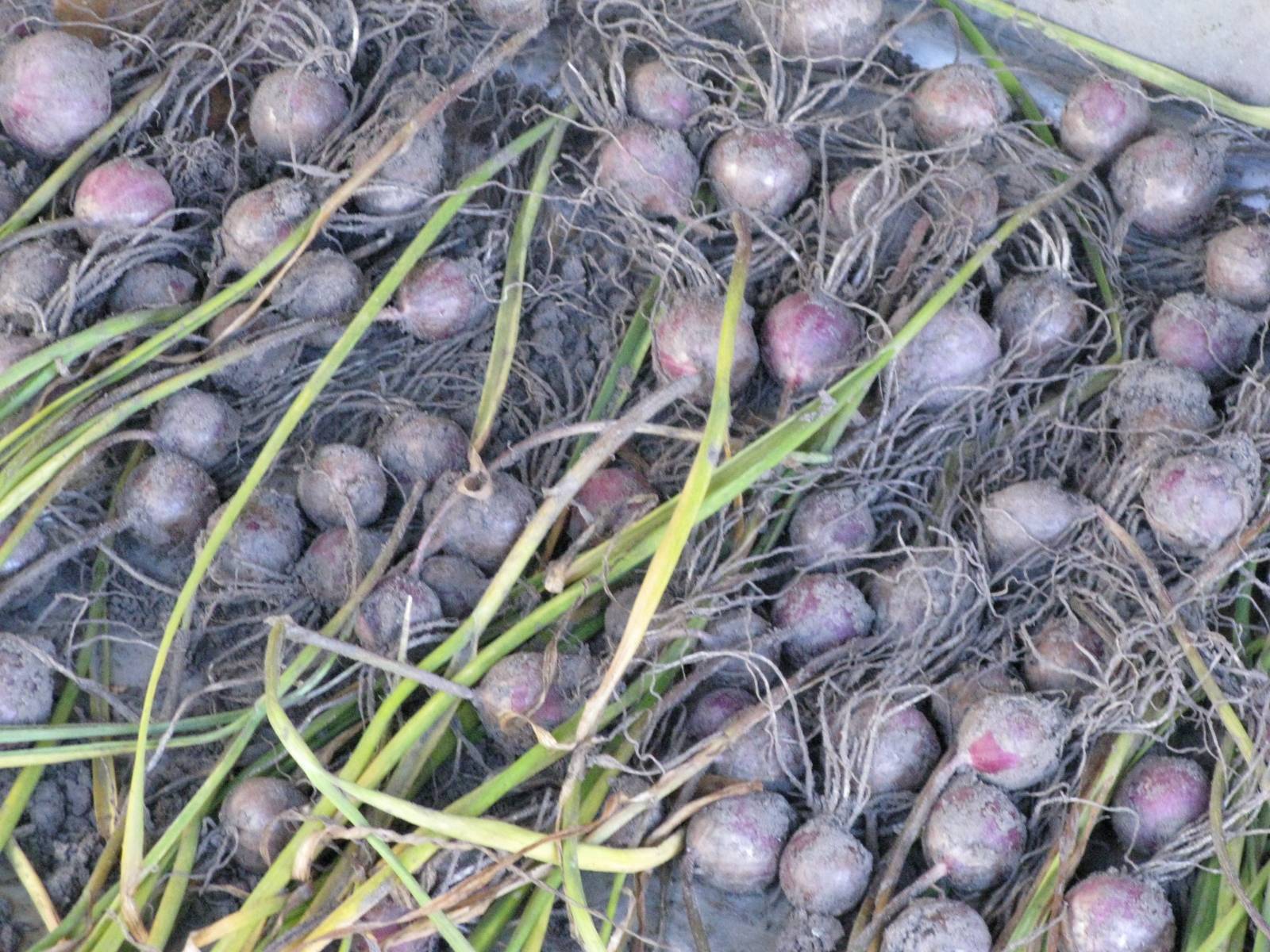 Семена чеснока: выращивание из бульбочек — бульбочки чеснока как сажать — про огород