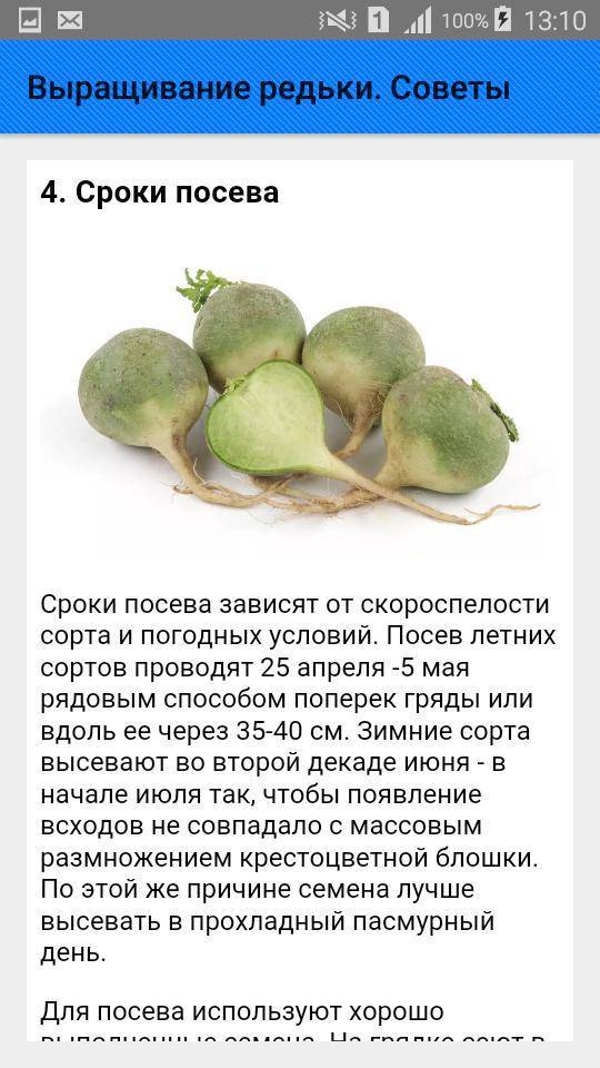 Салат из маргелланской редьки - все тонкости приготовления: рецепт с фото и видео