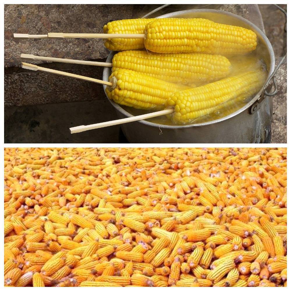 Как консервировать кукурузу на зиму в домашних условиях: в початках, в зернах, основные рецепты