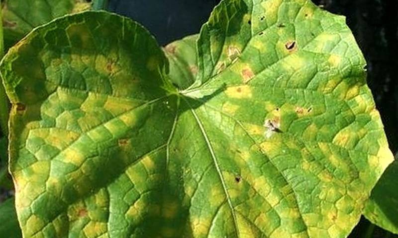 Ржавые пятна на листьях огурцов: как бороться, как избавиться