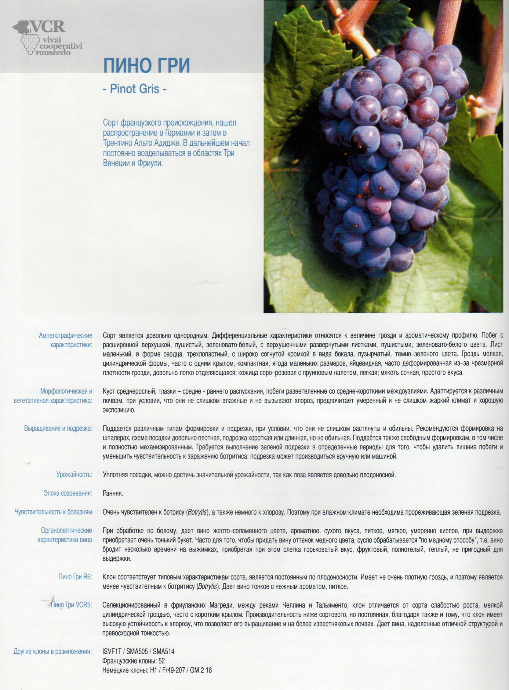 Описание и технология выращивания винограда сорта Пино Гриджио
