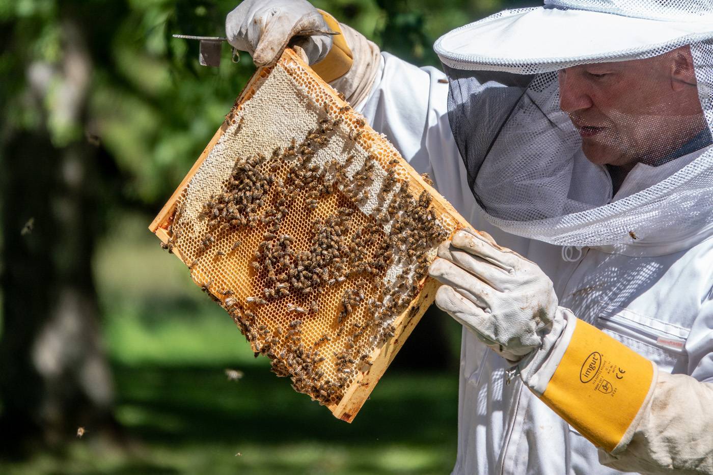 Как растопить мёд не теряя полезных свойств. все способы