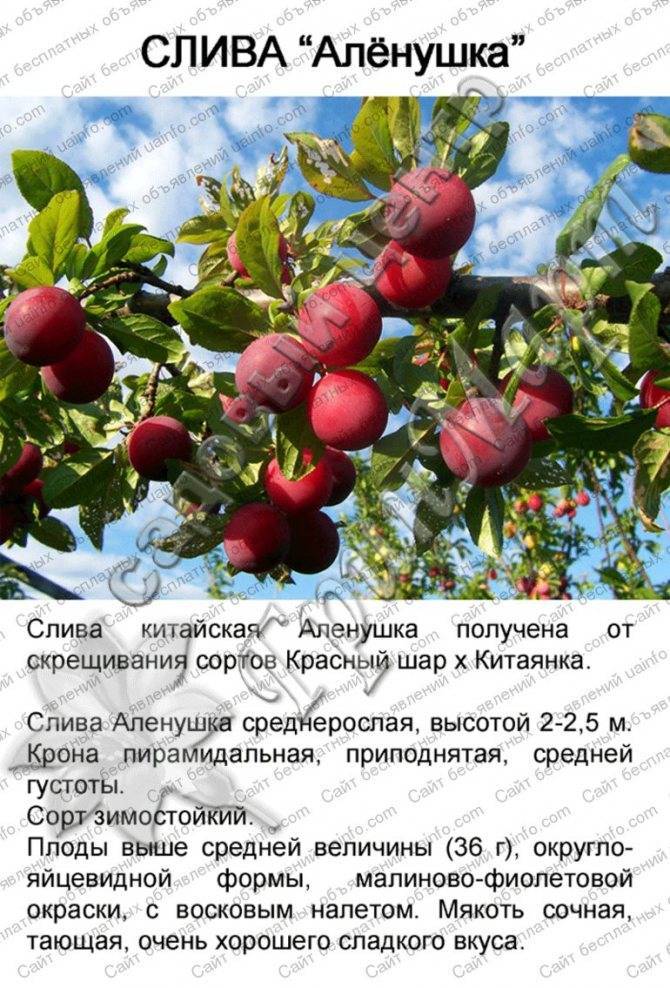 Сорт слива аленушка - подробное описание, методы выращивания, урожайность и характеристика плодов