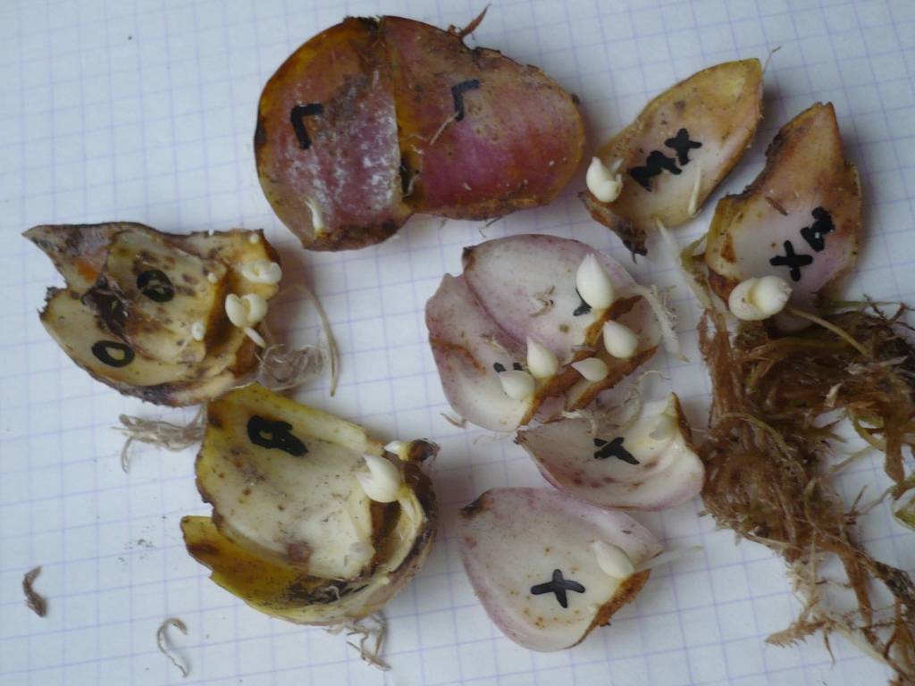 Размножение лилий чешуйками, бульбочками и черенками в домашних условиях - разъясняем вопрос
