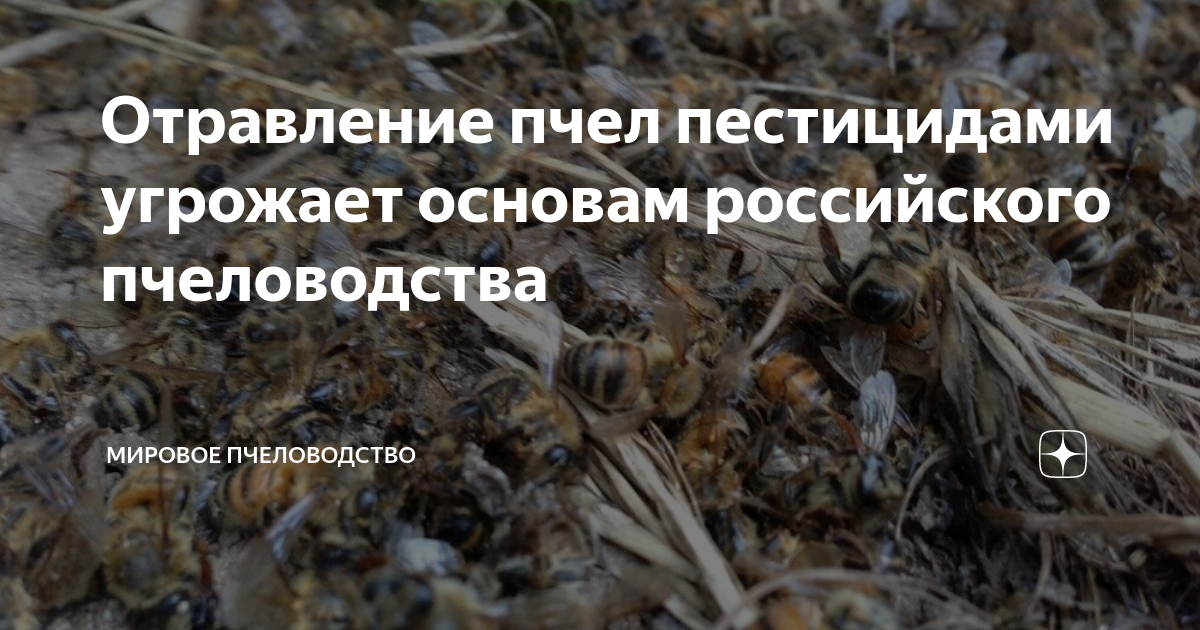 Отравление пчел пестицидами в россии. уроки 2019 года
