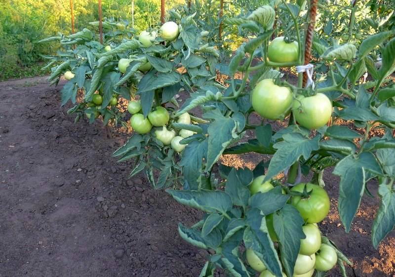 Томат бобкат f1: описание и характеристика сорта, особенности выращивания, как растить рассаду помидоров, отзывы, фото