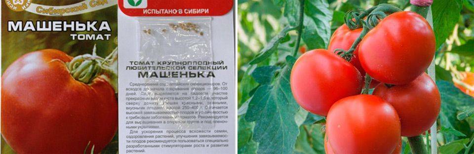 Томат оля f1: описание сорта, фото, отзывы дачников, выращивание, посадка и уход за помидорами, урожайность