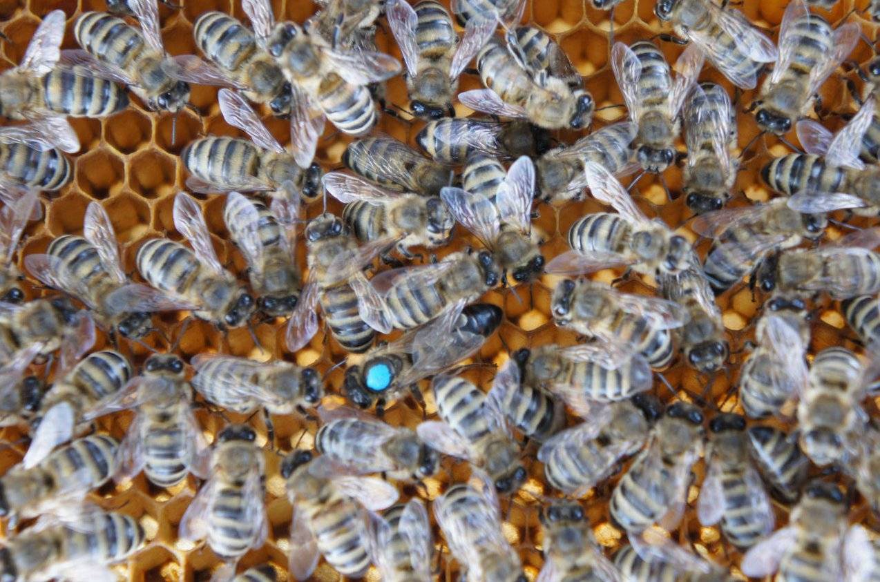 Кавказские пчелы: преимущества и недостатки породы