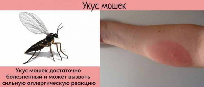 Аллергия на насекомых: причины, виды, симптомы, диагностика и лечение в москве - ниармедик