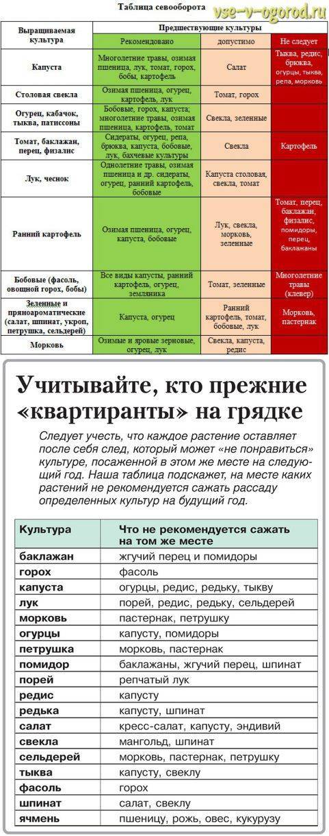 Что и после чего можно сажать в огороде таблица с фото