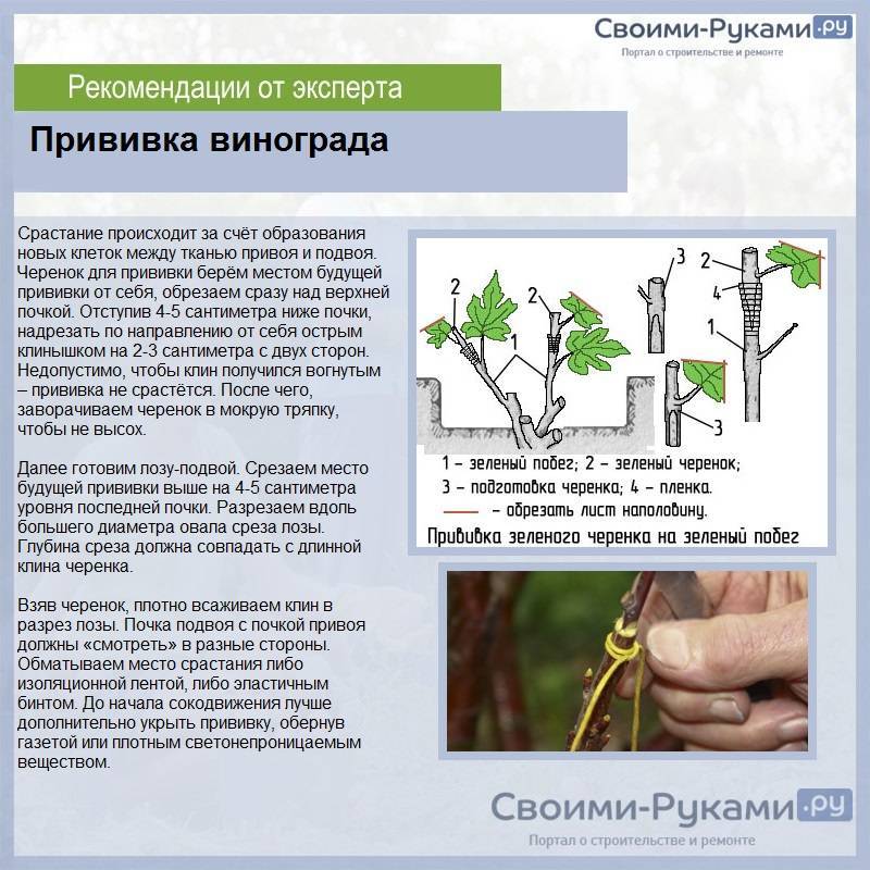 Смородина: описание, посадка в открытый грунт, уход весной, летом и осенью, размножение, популярные сорта (23 фото & видео) +отзывы