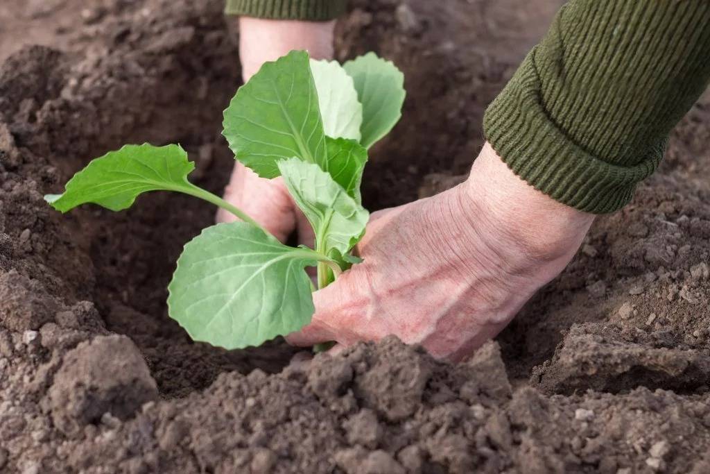 Уход за капустой в открытом грунте, правила выращивания белокочанной капусты - полив, прополка и другие процедуры