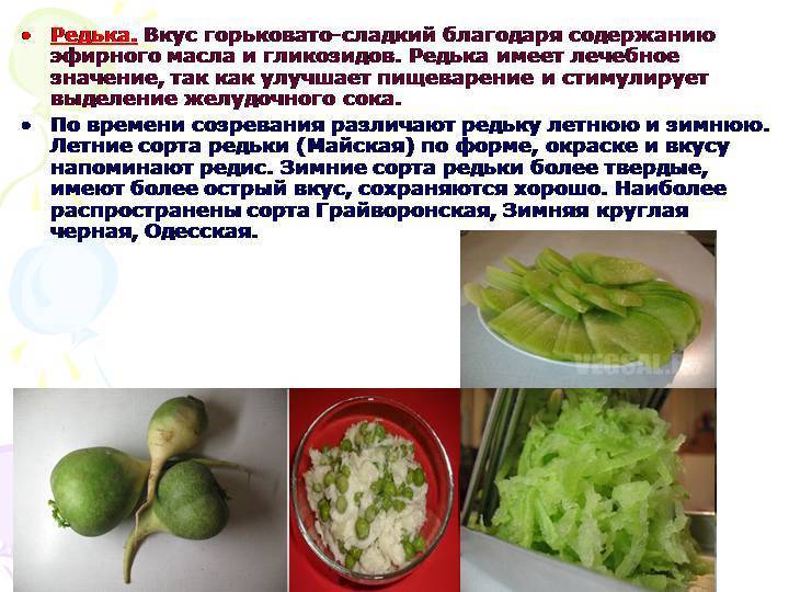 Польза редьки зеленой: лечебные свойства и вред для организма