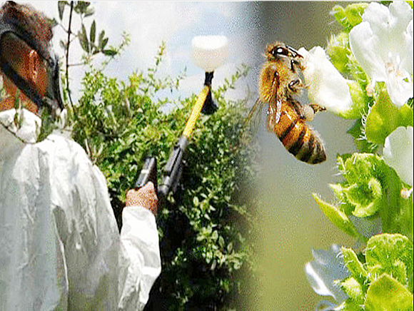 Что нужно делать пчеловодам при отравлении пчёл