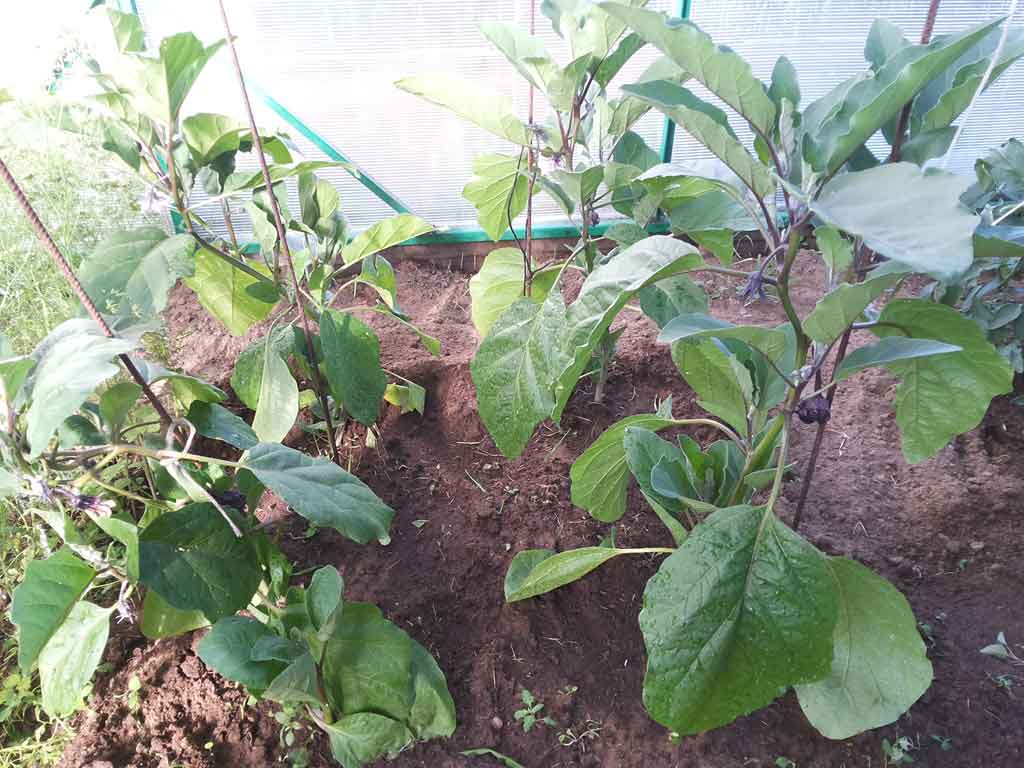 Баклажаны: выращивание и уход в теплице из поликарбоната от рассады до сбора урожая