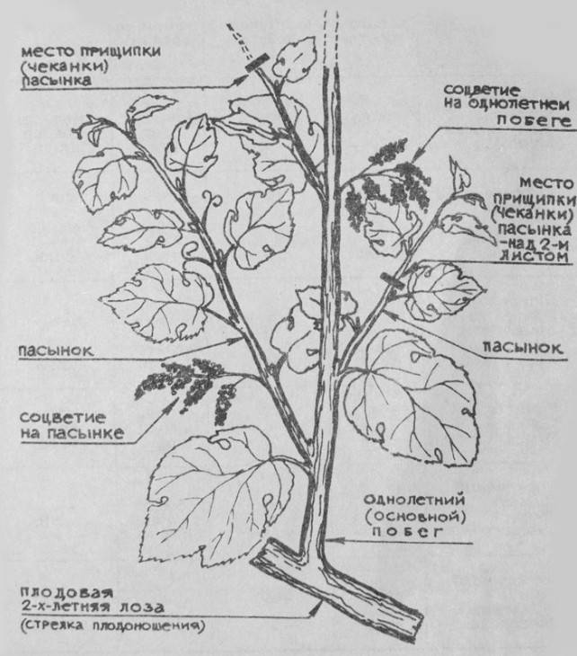 Прищипывание и уход за тыквой в открытом грунте: как формировать и надо ли обрывать листья чтобы получить урожай, схема посадки