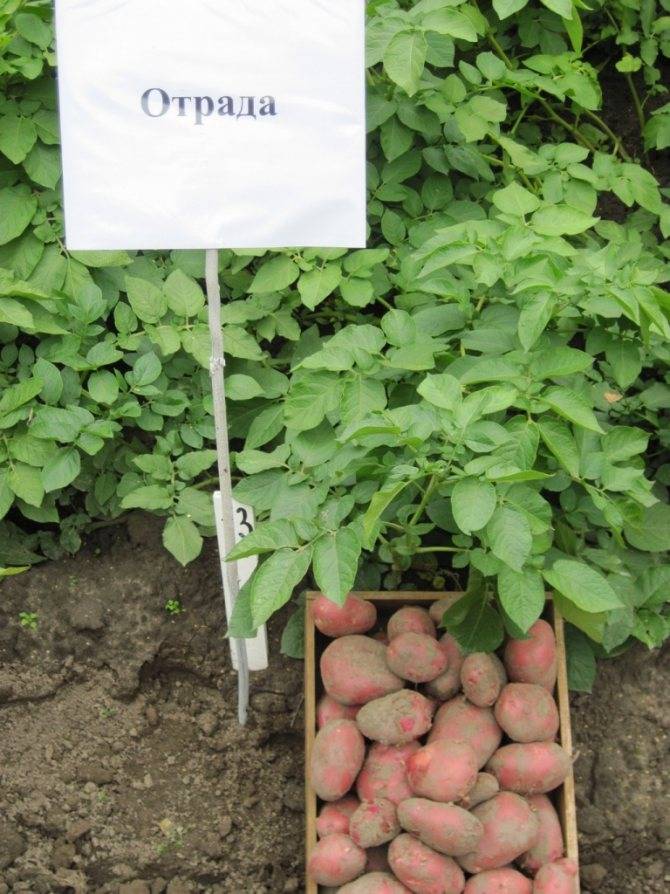 Картофель розара: описание сорта, выращивание, отзывы и фото