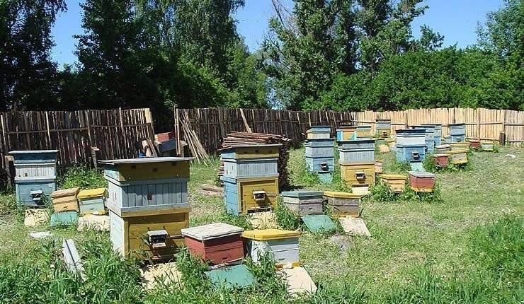 Безроевое пчеловодство по методу цебро — apitoria.ru