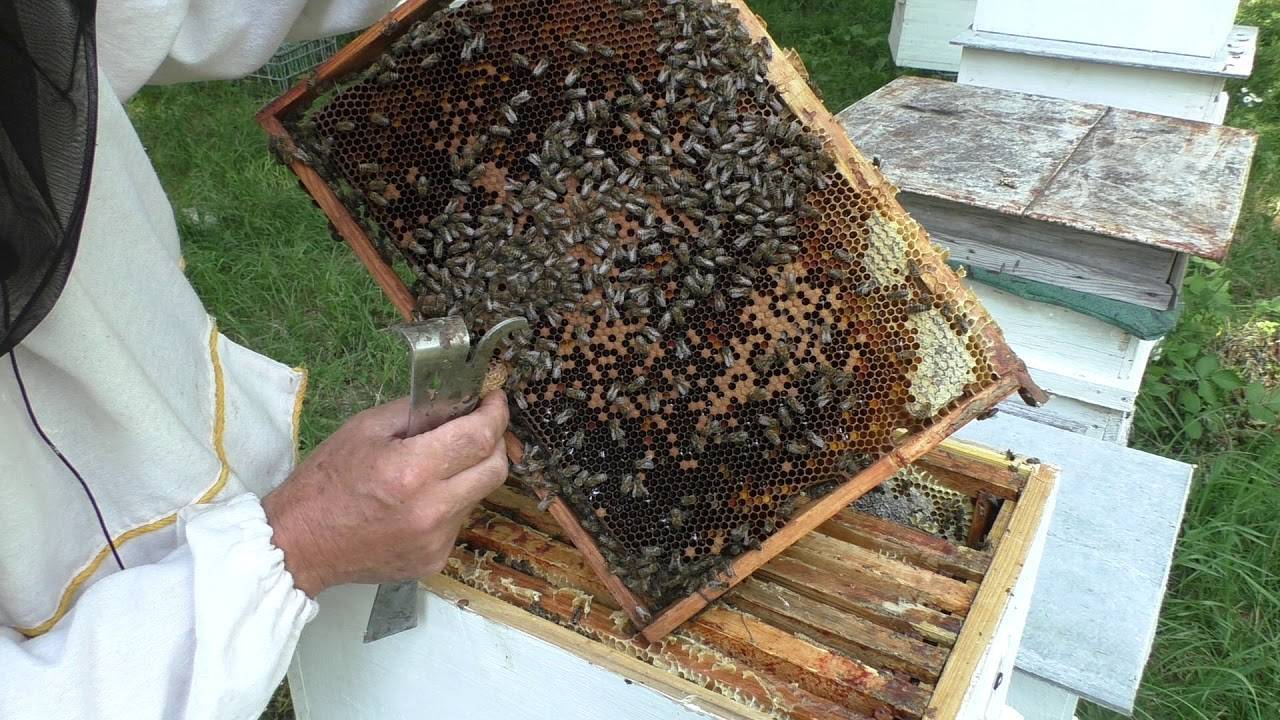 Роение пчёл и меры его предупреждения