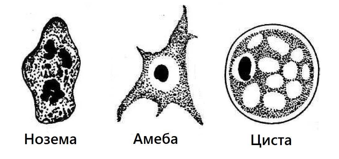 Амебиаз: кишечная и внекишечная форма инфекции | университетская клиника