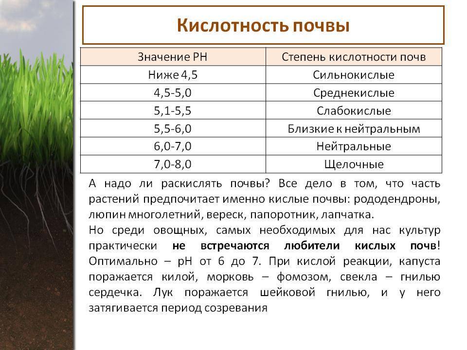 Какая почва и кислотность необходимы растениям? таблица соответствия | саженец.ру