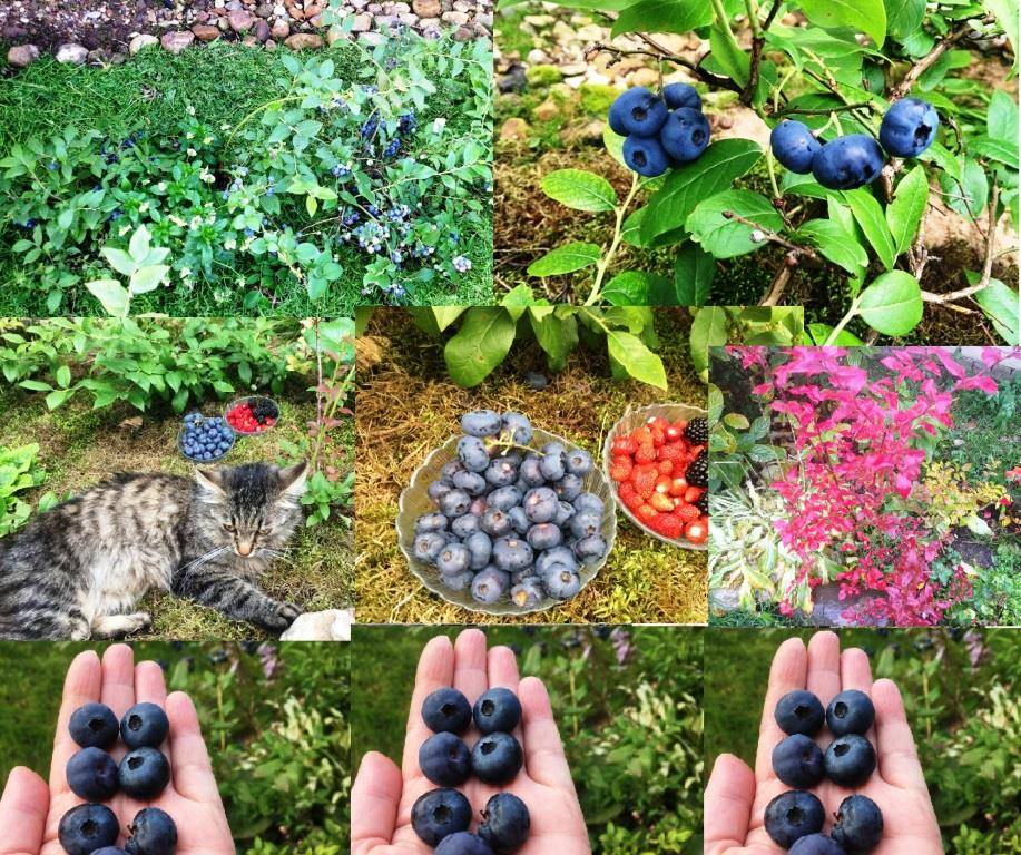 Голубика: выращивание и правильный уход. какие сложности могут возникнуть при выращивании голубики на садовом участке?
