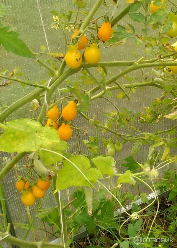 Сорт томата медовая капля: описание и фото, отзывы