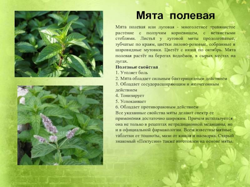 Мята — какую выбрать и как выращивать? описание видов, агротехника, фото — ботаничка.ru