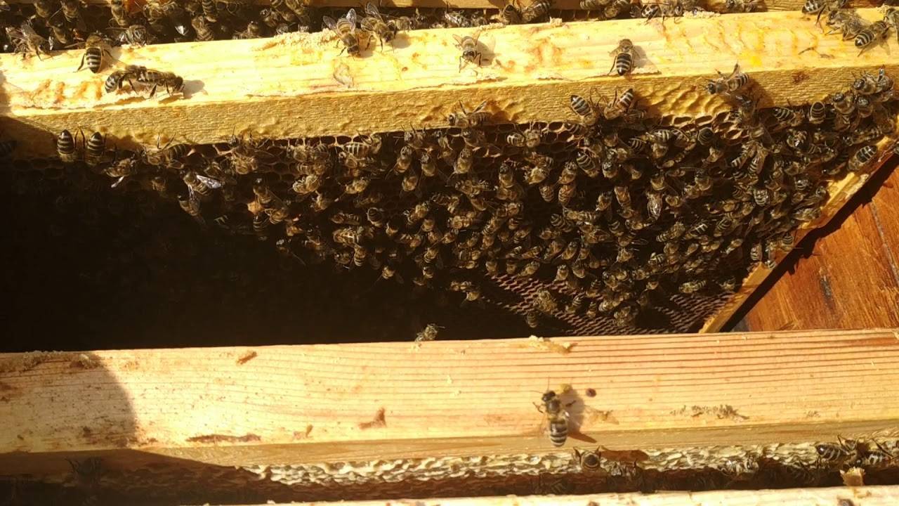 Подсадка маток, смена матки  в пчелосемье