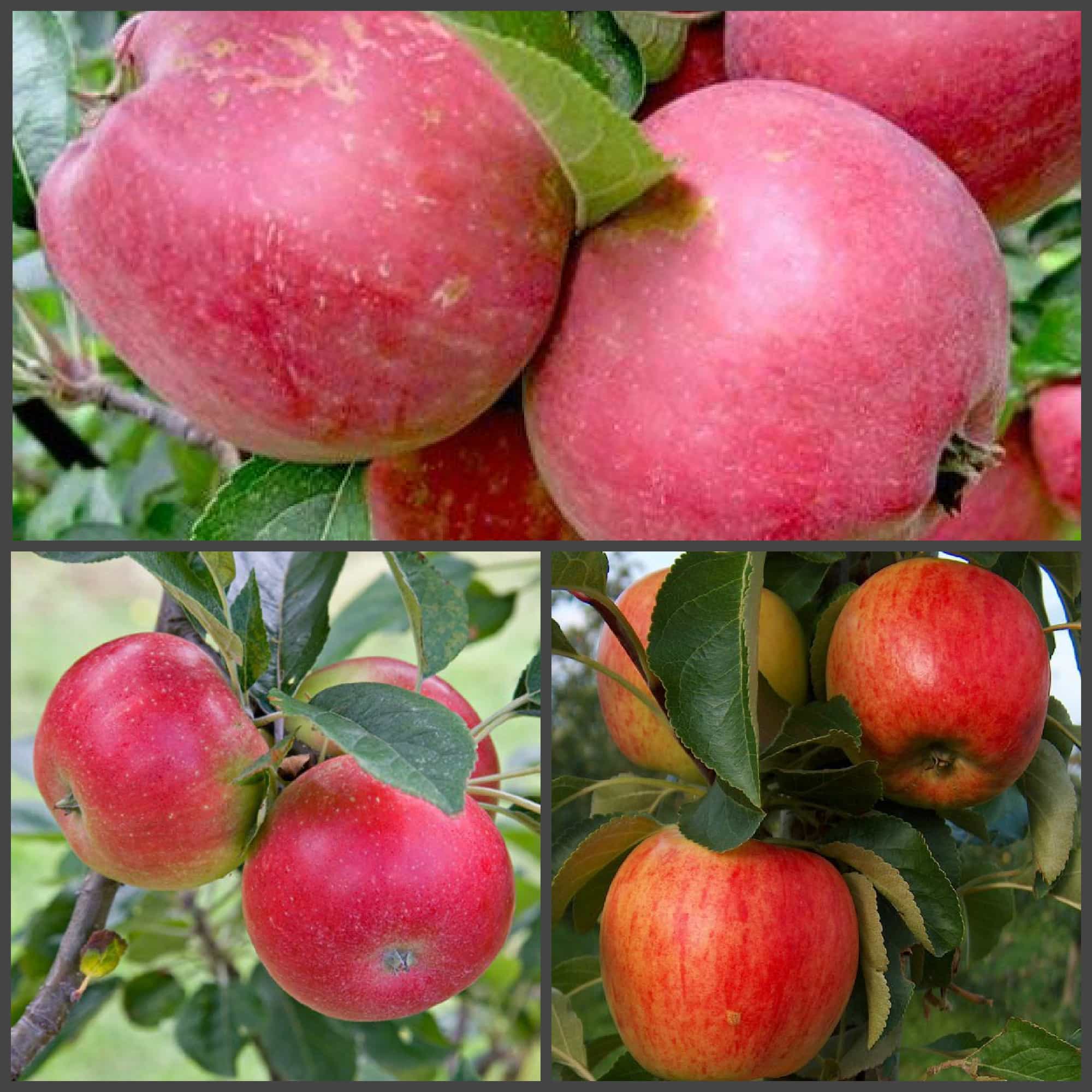 Сладкие плоды яблони сорта конфетное: описание, особенности выращивания