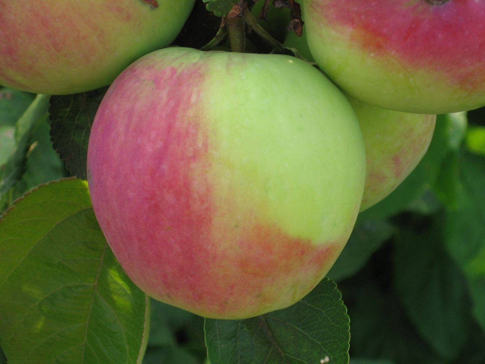 Яблоки северный синап – учимся выращивать морозостойкий сорт + видео