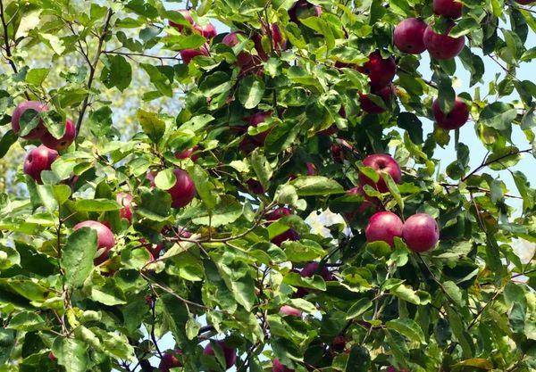 Сорт яблони алеся – описание, фото