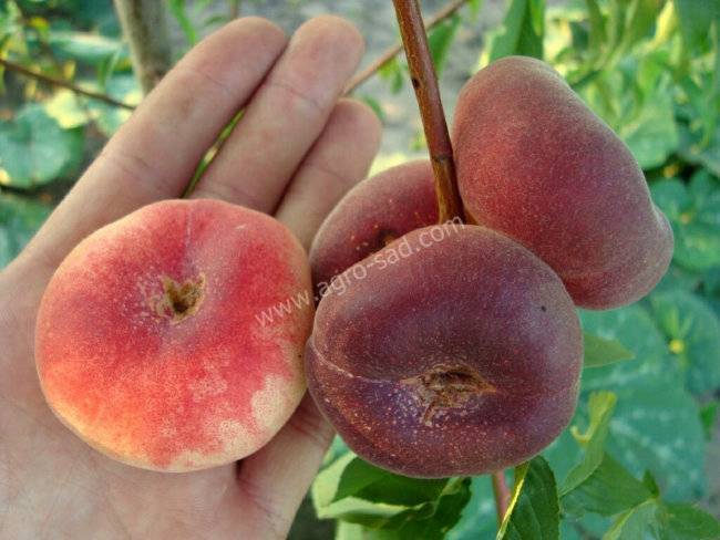 Инжирный персик: посадка, уход и подготовка к зиме | огородники