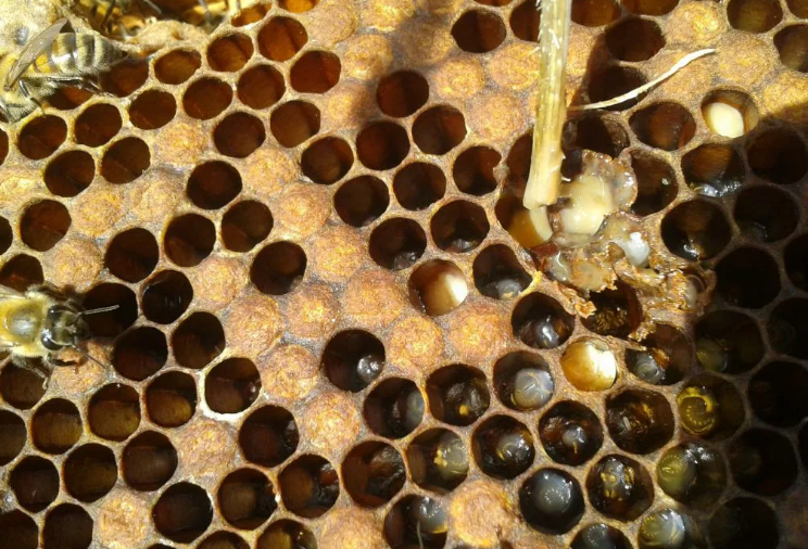 Гнилец у пчел: виды, лечение и профилактика
