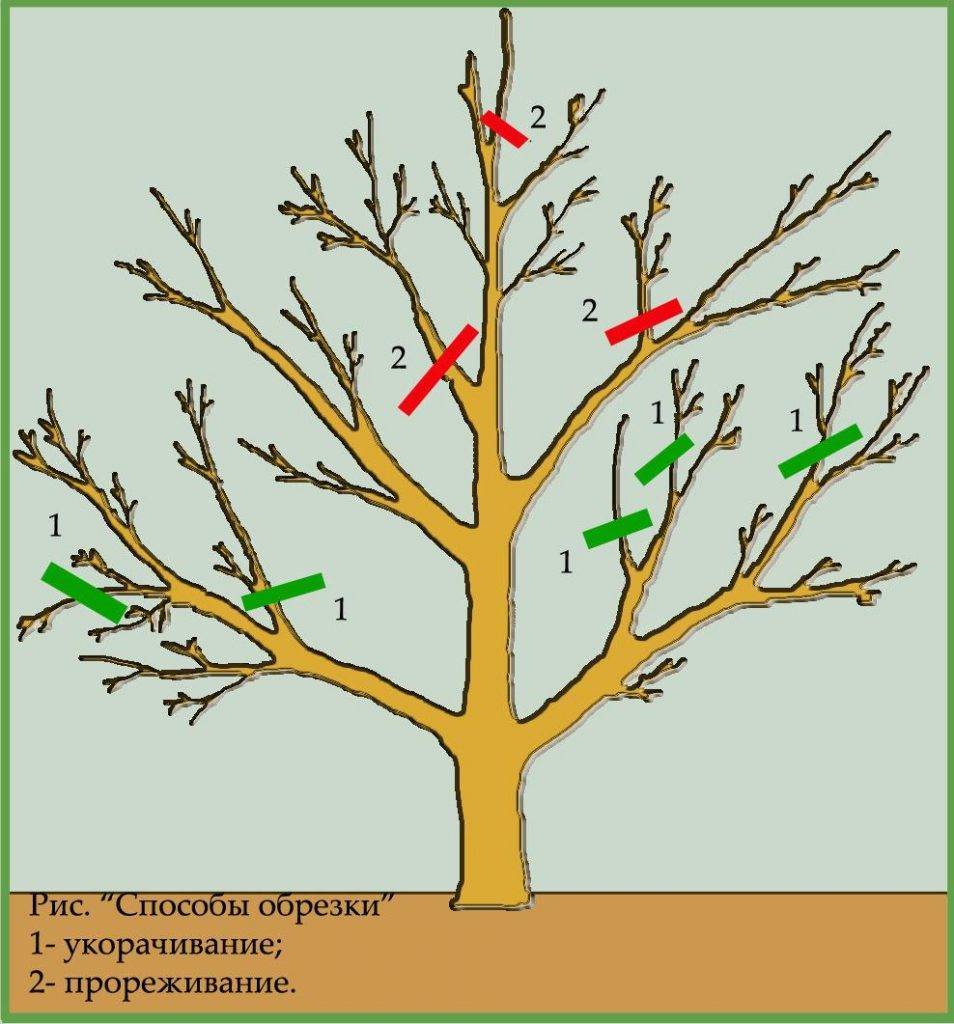 Яблони – обрезка осенью: схемы подрезки молодых и старых деревьев