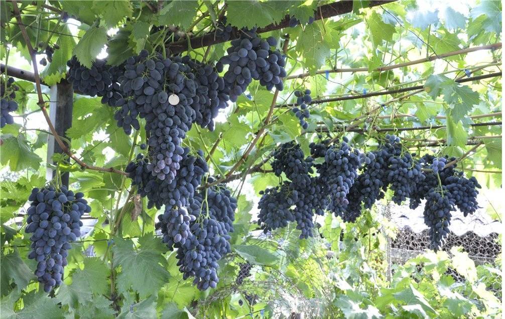 Описание винограда надежда азос