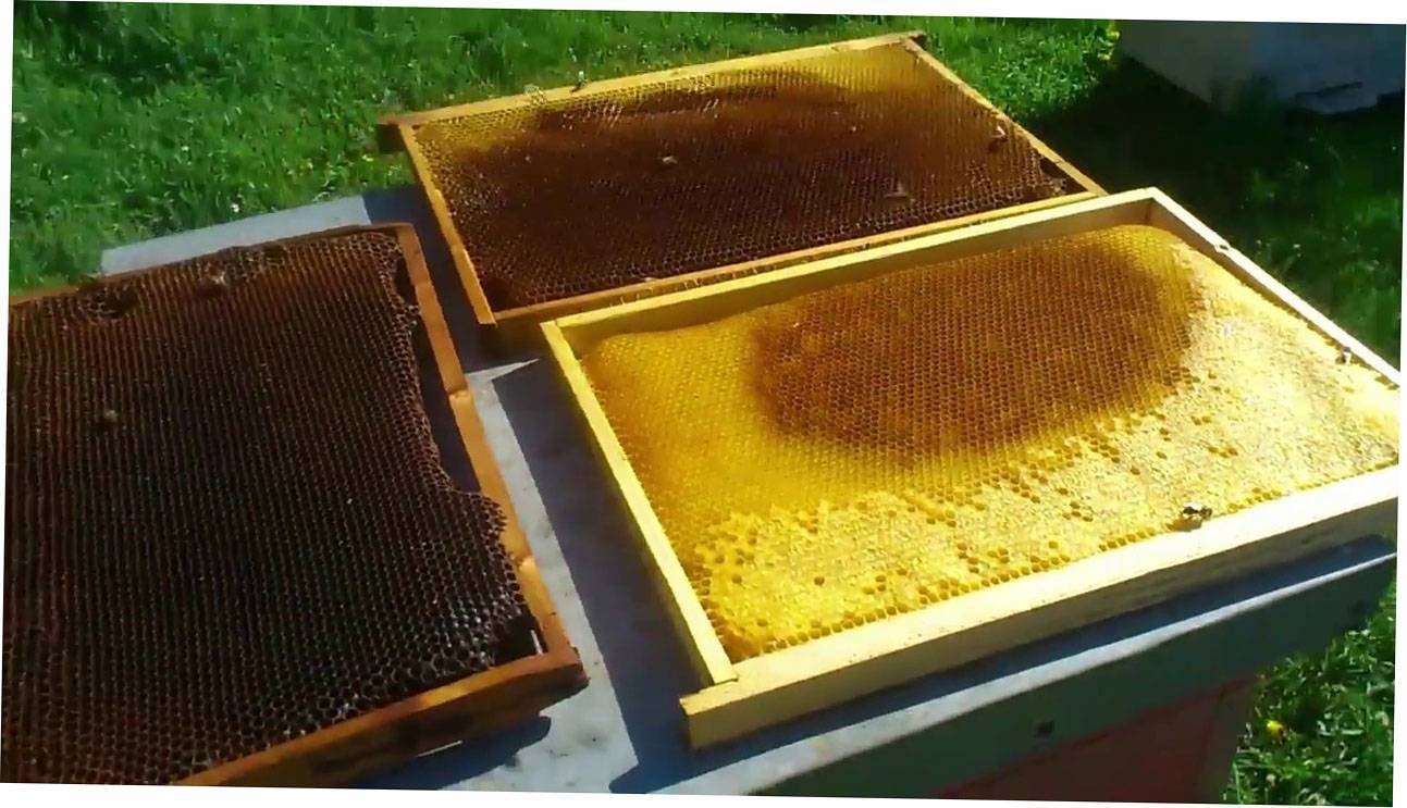 Устройства ульев для пчел, их особенности, конструкции и как выбрать