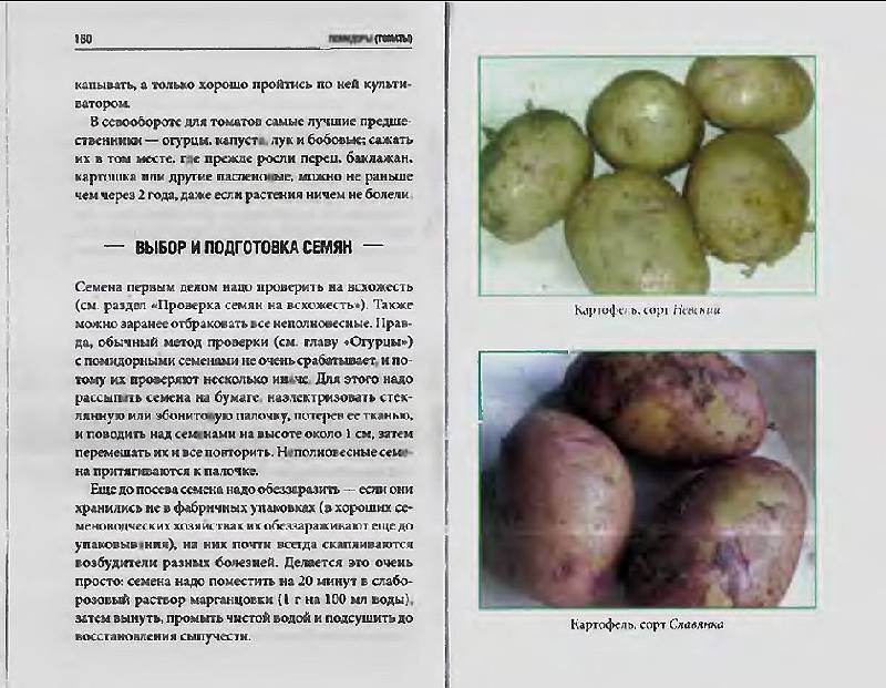 Картофель снегирь: характеристика и описание сорта, фото, отзывы – сад и огород своими руками