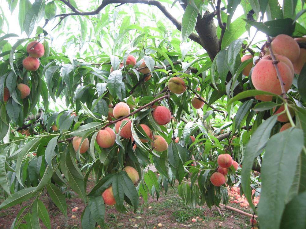 Сорта персика и нектарина для подмосковья - 20 самых лучших, сладких, крупных, вкусных персиков и нектаринов, колоновидные, самоплодные