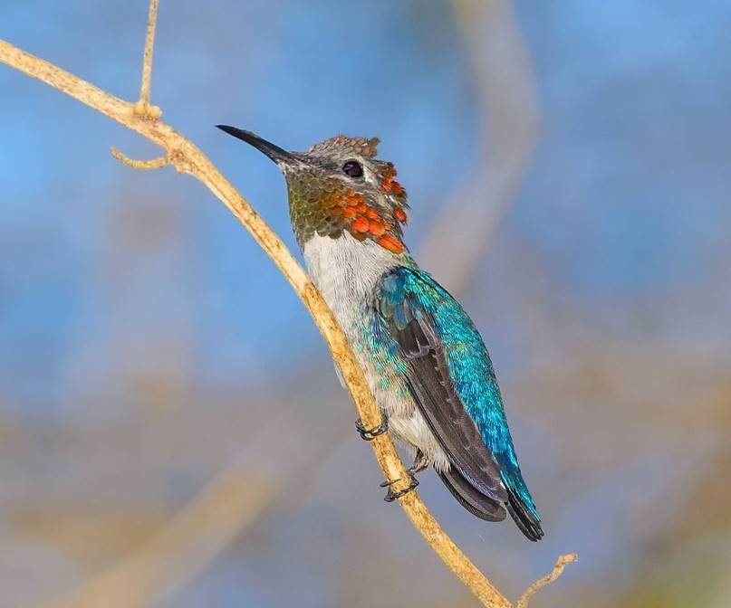 Необычная птица колибри
