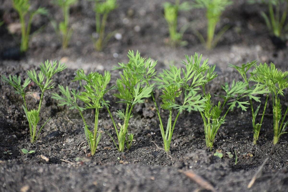 Как посадить морковь чтобы она быстро взошла - plodovie.ru
